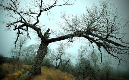 Stark Winter Tree  from Chrome web store to be run with OffiDocs Chromium online