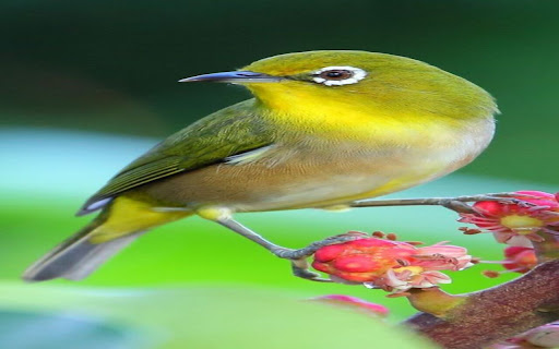 starling wallpaper  from Chrome web store to be run with OffiDocs Chromium online