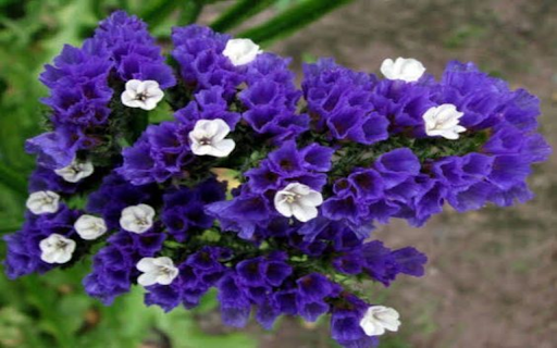 Statice flowers wallpaper  from Chrome web store to be run with OffiDocs Chromium online