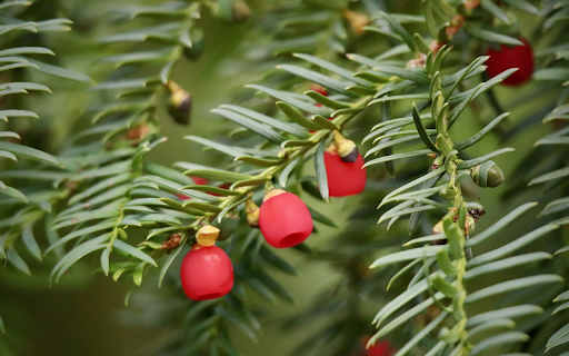 Stiff leaves and red flowers  from Chrome web store to be run with OffiDocs Chromium online