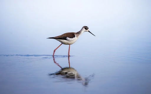 Stilt Bird Theme  from Chrome web store to be run with OffiDocs Chromium online