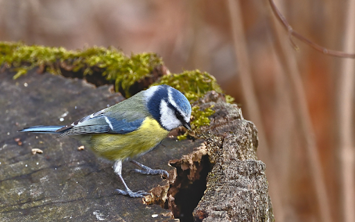 Stone blue bird  from Chrome web store to be run with OffiDocs Chromium online