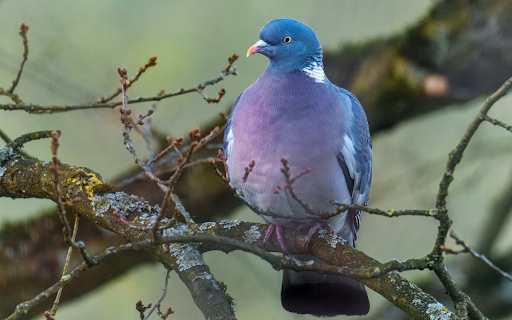Stone blue pigeon  from Chrome web store to be run with OffiDocs Chromium online