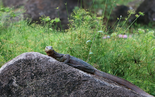 Stone colored lizard from Chrome web store to be run with OffiDocs Chromium online Stone colored lizard from Chrome web store to be run with OffiDocs Chromium online