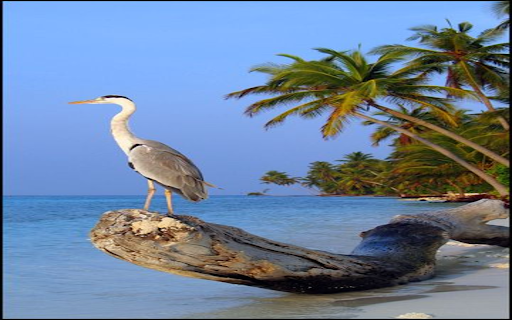 Stork beside the sea wallpaper  from Chrome web store to be run with OffiDocs Chromium online
