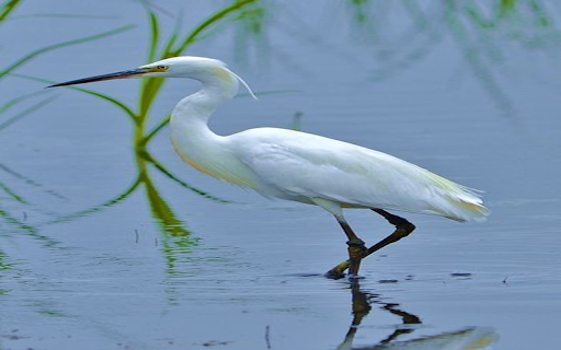 Stork by the lake wallpaper  from Chrome web store to be run with OffiDocs Chromium online