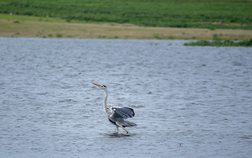 Stork in the River  from Chrome web store to be run with OffiDocs Chromium online