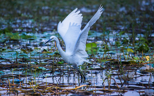 Stork on the lotus pond  from Chrome web store to be run with OffiDocs Chromium online