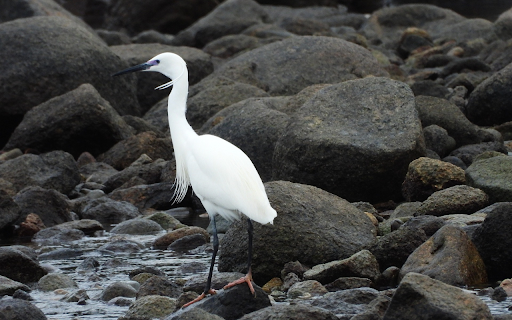 Stork on the rocky beach  from Chrome web store to be run with OffiDocs Chromium online