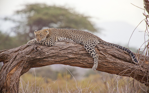 Storm sleeps on a branch  from Chrome web store to be run with OffiDocs Chromium online