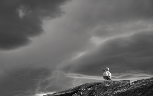 Stormy bird  from Chrome web store to be run with OffiDocs Chromium online