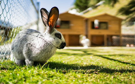 Straight eared gray rabbit  from Chrome web store to be run with OffiDocs Chromium online
