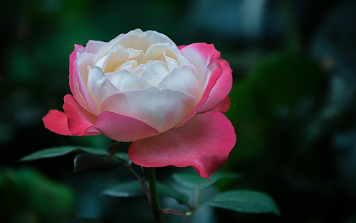 Strangely beautiful roses  from Chrome web store to be run with OffiDocs Chromium online