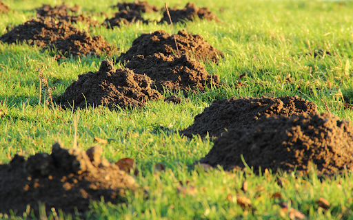 Strange mounds of land  from Chrome web store to be run with OffiDocs Chromium online