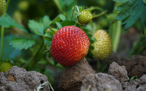 Strawberries on ice  from Chrome web store to be run with OffiDocs Chromium online