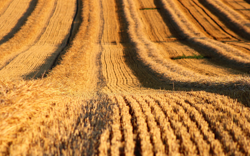 Straw field  from Chrome web store to be run with OffiDocs Chromium online