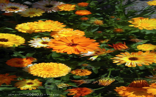 Strawflower flower wallpaper from Chrome web store to be run with OffiDocs Chromium online Strawflower flower wallpaper from Chrome web store to be run with OffiDocs Chromium online