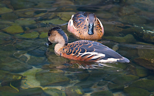 Stream ducks  from Chrome web store to be run with OffiDocs Chromium online