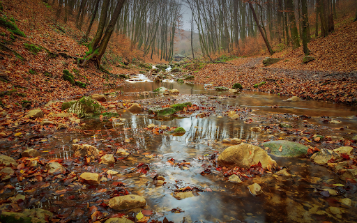 streams of water and falling leaves  from Chrome web store to be run with OffiDocs Chromium online