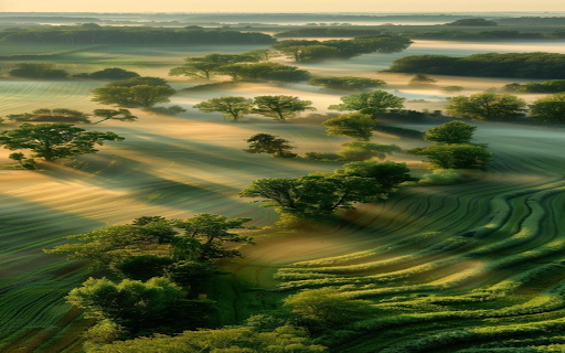 Stretching field wallpaper  from Chrome web store to be run with OffiDocs Chromium online