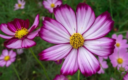 Striking Bicolor Cosmos Blooms  from Chrome web store to be run with OffiDocs Chromium online