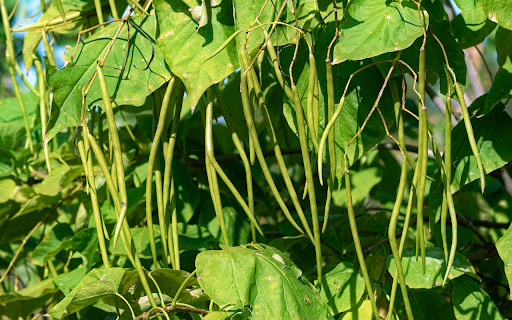 String bean  from Chrome web store to be run with OffiDocs Chromium online