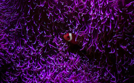 Stripe clownfish swimming among corals  from Chrome web store to be run with OffiDocs Chromium online