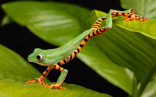 Striped bellied green frog  from Chrome web store to be run with OffiDocs Chromium online