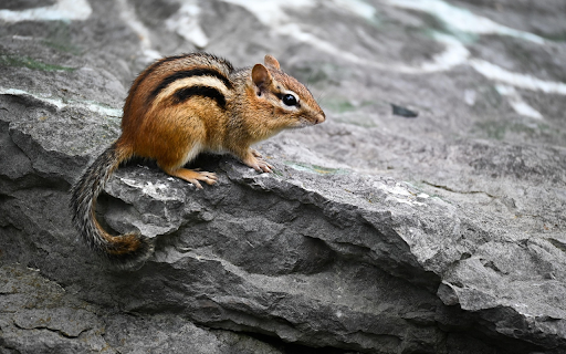 Striped squirrel on rock  from Chrome web store to be run with OffiDocs Chromium online