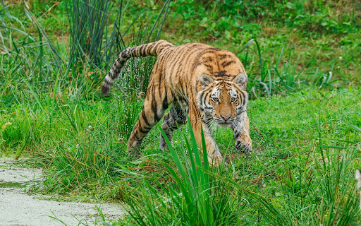 Striped tiger by the river  from Chrome web store to be run with OffiDocs Chromium online