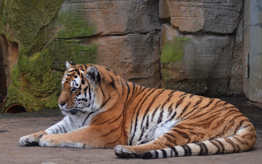 Striped tiger in the zoo  from Chrome web store to be run with OffiDocs Chromium online