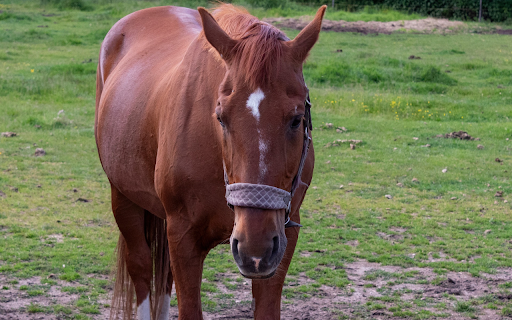 Strong Horse  from Chrome web store to be run with OffiDocs Chromium online