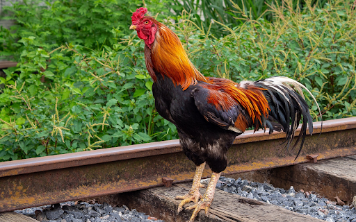 Strong rooster  from Chrome web store to be run with OffiDocs Chromium online