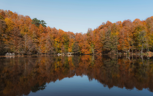 Stunning Autumn Forest Reflected in a Lake  from Chrome web store to be run with OffiDocs Chromium online