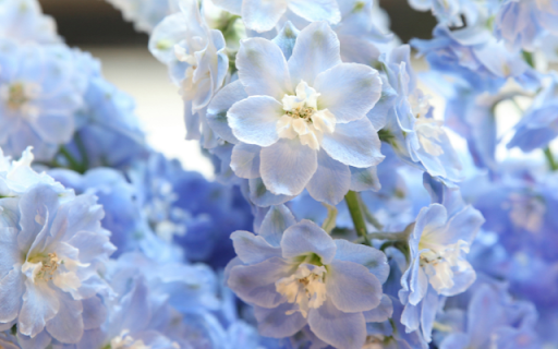 Stunningly Beautiful Peace Rose: A Timeless Symbol of Elegance and Serenity  from Chrome web store to be run with OffiDocs Chromium online