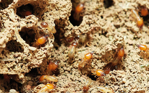 Subterranean termites  from Chrome web store to be run with OffiDocs Chromium online
