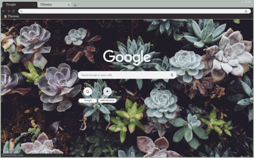 Succulent Jungle  from Chrome web store to be run with OffiDocs Chromium online