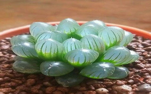 succulent wallpaper  from Chrome web store to be run with OffiDocs Chromium online
