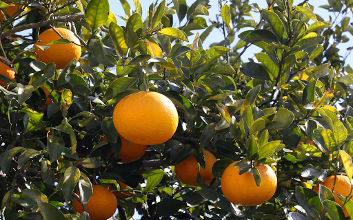 Succulent yellow orange  from Chrome web store to be run with OffiDocs Chromium online