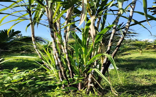 sugarcane wallpaper from Chrome web store to be run with OffiDocs Chromium online sugarcane wallpaper from Chrome web store to be run with OffiDocs Chromium online