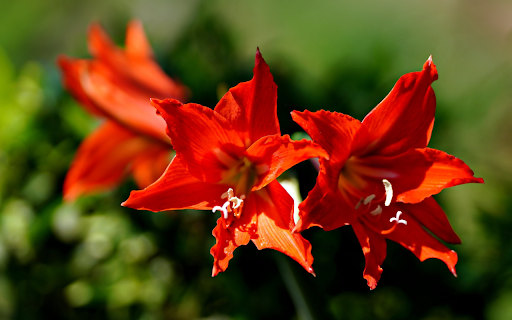 Summer red lilies  from Chrome web store to be run with OffiDocs Chromium online