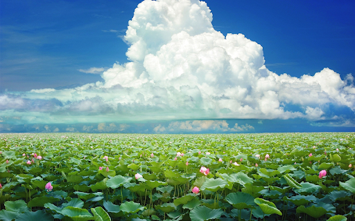 Summer smells of lotus  from Chrome web store to be run with OffiDocs Chromium online