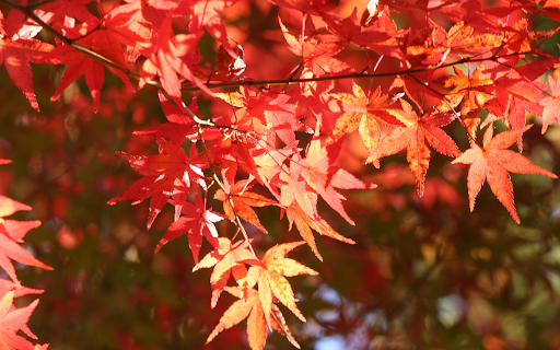 Sun and wind and leaves  from Chrome web store to be run with OffiDocs Chromium online