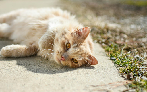 Sunbathing Pussy Cat  from Chrome web store to be run with OffiDocs Chromium online