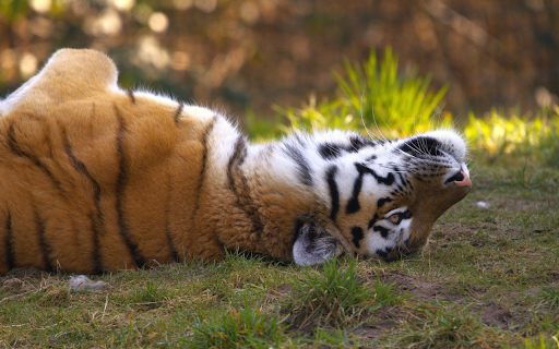 Sunbathing Tiger  from Chrome web store to be run with OffiDocs Chromium online