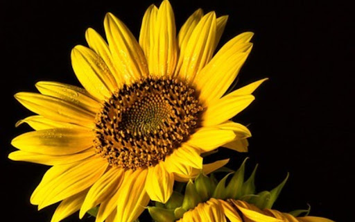 SUNFLOWER 2 Theme  from Chrome web store to be run with OffiDocs Chromium online