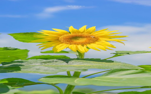 sunflower and blue sky wallpaper  from Chrome web store to be run with OffiDocs Chromium online