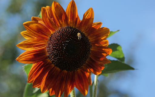Sun flower and little bee  from Chrome web store to be run with OffiDocs Chromium online