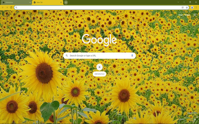 Sunflower Backgrounds  from Chrome web store to be run with OffiDocs Chromium online