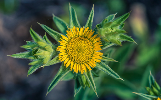 Sunflower Bud  from Chrome web store to be run with OffiDocs Chromium online